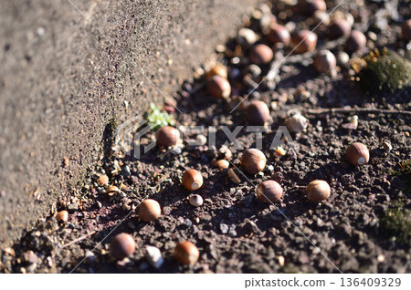 Acorns that had fallen on the roadside Acorns that had fallen on the roadside 136409329