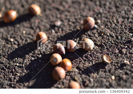 Acorns that had fallen on the roadside 136409342