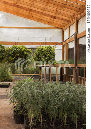 Reforesting saplings growing inside a plant nursery greenhouse for future environmental conservation 136409612
