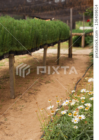 Pine tree seedlings growing in a greenhouse.Green plantet and refostation Pine tree seedlings growing in a greenhouse.Green plantet and refostation 136409614