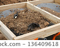 Sifting organic soil and compost for sustainable reforesting and garden preparation 136409618