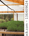 Pine tree seedlings growing in greenhouse for reforestation and sustainable forestry project 136409624
