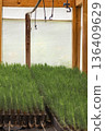 Vertical shot of young pine tree seedlings flourishing in a nursery greenhouse. Environmental sustainability 136409629