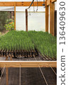 Young pine tree seedlings growing inside a plant nursery greenhouse for commercial reforestation efforts 136409630