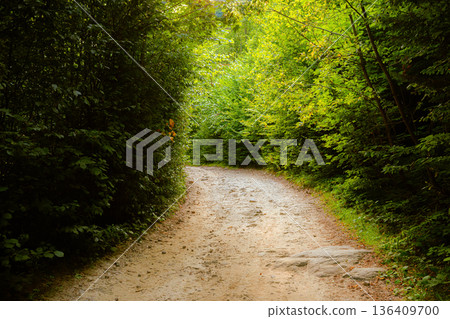 Curving Forest Path Surrounded by Lush Green Trees Curving Forest Path Surrounded by Lush Green Trees 136409700