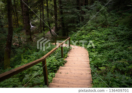 Wooden Stairway Descending into Lush Green Forest Wooden Stairway Descending into Lush Green Forest 136409701