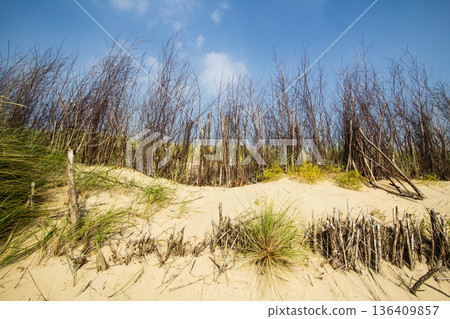 Dunes with marram grass in Vlissingen Dunes with marram grass in Vlissingen 136409857