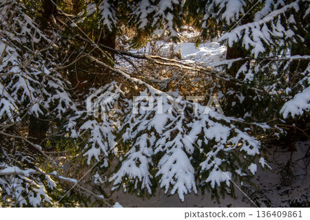 Snow-covered pine trees in the forest on the mountain Snow-covered pine trees in the forest on the mountain 136409861