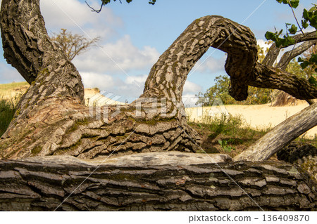 Fallen tree in the dune landscape of Kennemerland 136409870