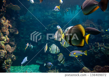 Several fishes swimming by the coral reef Several fishes swimming by the coral reef 136409872