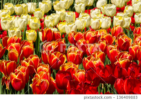 Garden with yellow and red tulips Garden with yellow and red tulips 136409883