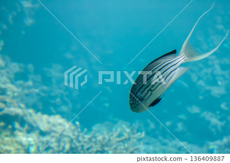 Fish swimming around the coral reef 136409887