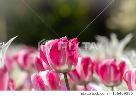 Bunch of pink and white tulip flowers Bunch of pink and white tulip flowers 136409890
