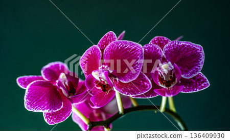 紅色毛茛蘭花 紅色毛茛蘭花 136409930
