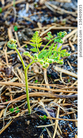 蕨類植物的葉子正在蔓延 136409935