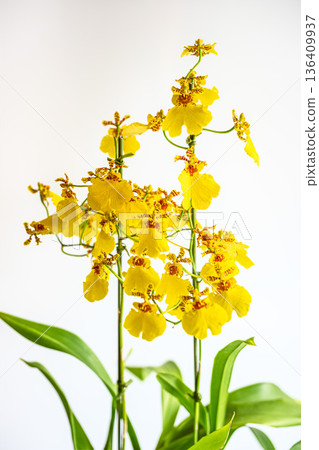 Onsyjam花 Onsyjam花 136409937