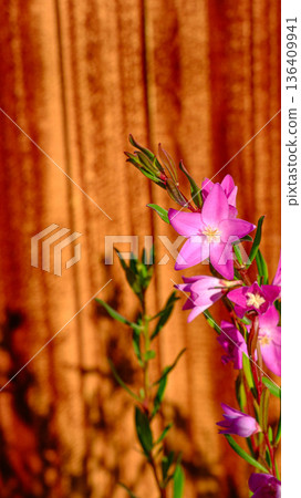 南十字花 南十字花 136409941