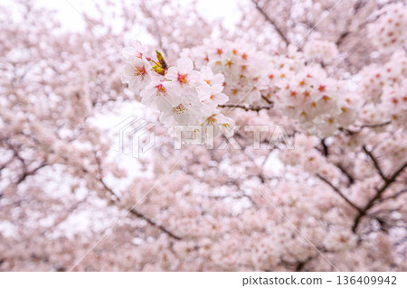 櫻花盛開 櫻花盛開 136409942