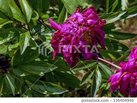 A herbaceous peony, or Paeonia lactiflora, in the garden. The flower is beginning to fade. A herbaceous peony, or Paeonia lactiflora, in the garden. The flower is beginning to fade. 136409948