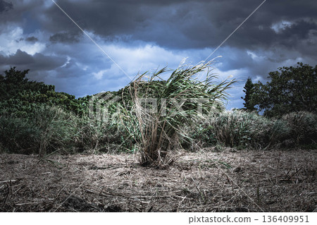 Left behind plants Left behind plants 136409951