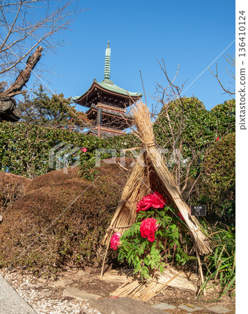 Winter peonies in Ueno Winter peonies in Ueno 136410124