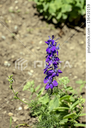 Purple doubtful knight's spur. Lat. Consolida ajacis is a perennial flowering plant of the ranunculaceae family. Purple doubtful knight's spur. Lat. Consolida ajacis is a perennial flowering plant of the ranunculaceae family. 136410159