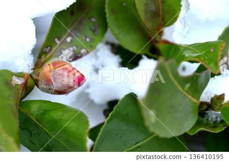 Snow and camellia buds 136410195