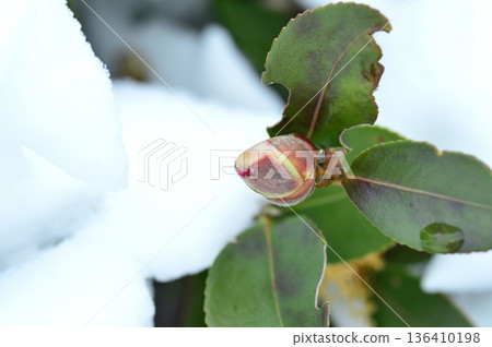 雪和山茶花蕾 136410198