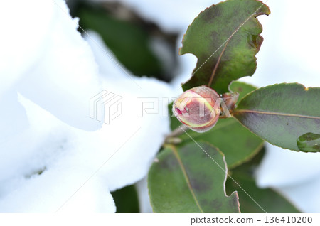 雪和山茶花蕾 雪和山茶花蕾 136410200