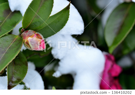 雪和山茶花蕾 雪和山茶花蕾 136410202