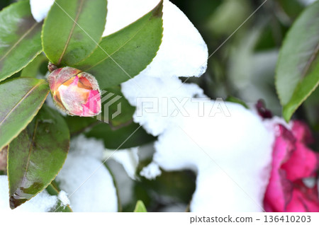 雪和山茶花蕾 雪和山茶花蕾 136410203