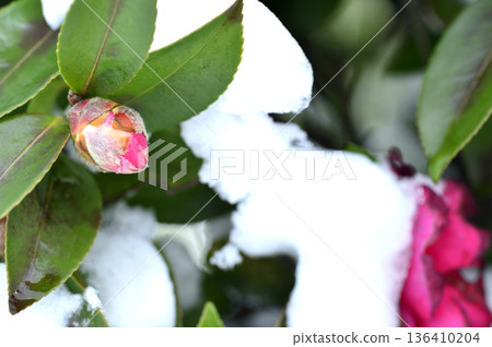 雪和山茶花蕾 136410204
