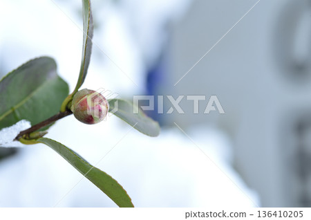 雪和山茶花蕾 雪和山茶花蕾 136410205