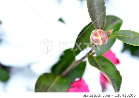 雪和山茶花蕾 雪和山茶花蕾 136410206