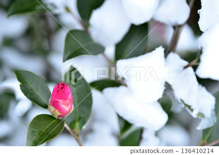 Snow and camellia buds Snow and camellia buds 136410214