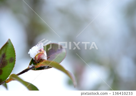 雪和山茶花蕾 136410233