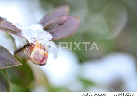 Snow and camellia buds 136410239