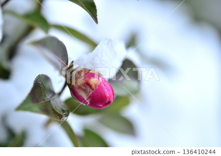 Snow and camellia buds Snow and camellia buds 136410244