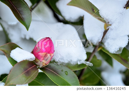 Snow and camellia buds Snow and camellia buds 136410245