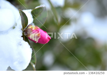 Snow and camellia buds Snow and camellia buds 136410250