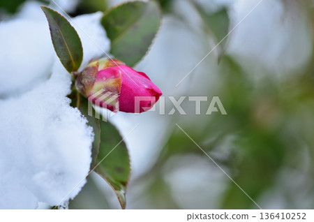 Snow and camellia buds Snow and camellia buds 136410252