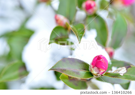 Snow and camellia buds Snow and camellia buds 136410266
