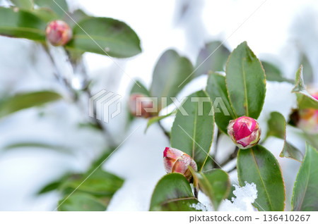 雪和山茶花蕾 雪和山茶花蕾 136410267
