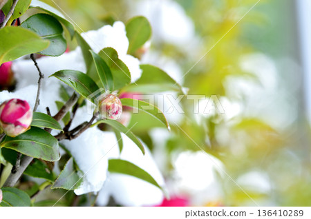 Snow and camellia buds Snow and camellia buds 136410289
