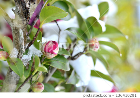 Snow and camellia buds Snow and camellia buds 136410291