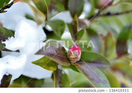 Snow and camellia buds Snow and camellia buds 136410351