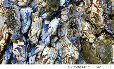 Blue swimmer crabs clustered together conveying coastal harvest marine species identification and seafood commerce context. Blue swimmer crabs clustered together conveying coastal harvest marine species identification and seafood commerce context. 136410407