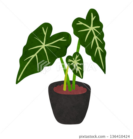 Alocasia Green Velvet potted plant, watercolor hand-drawn illustration Alocasia Green Velvet potted plant, watercolor hand-drawn illustration 136410424