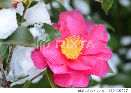 雪後山茶花 雪後山茶花 136410457