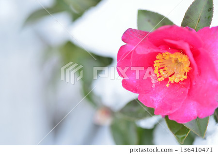 雪後山茶花 136410471